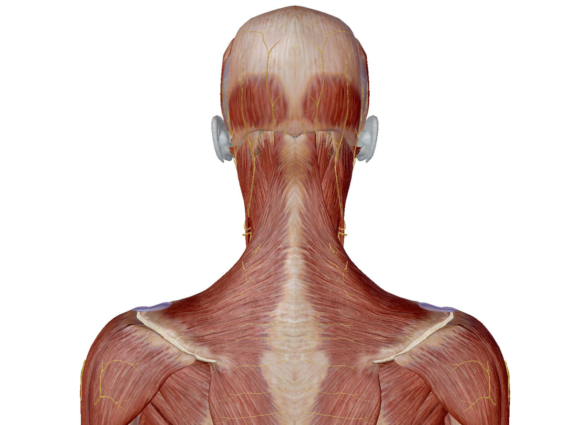 筋・筋膜性の頸部痛