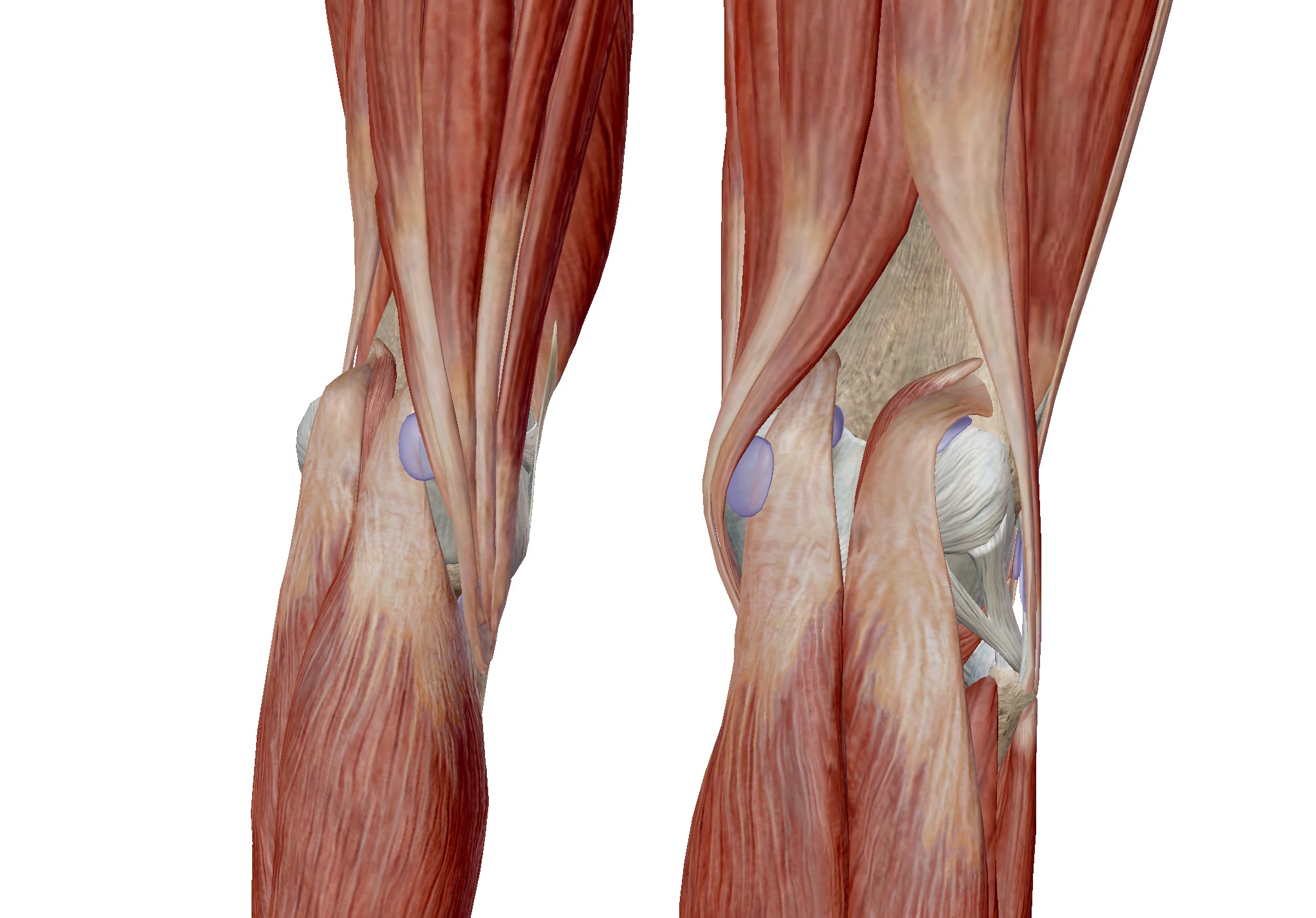 筋筋膜性の膝痛